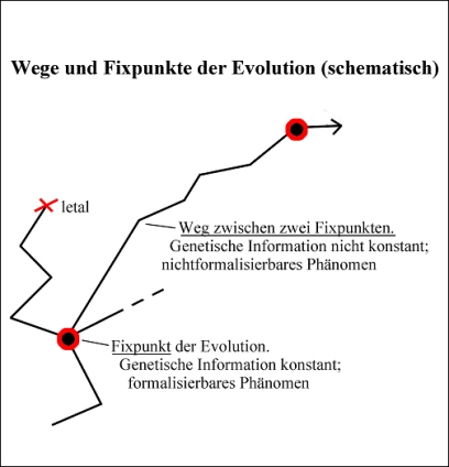 Abb. 3 Wege und Fixpunkte der Evolution (schematisch)